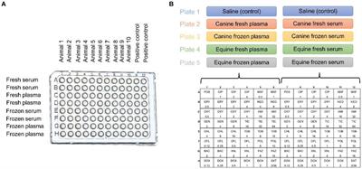 Topical blood products modulate the effects of ophthalmic antibiotics against common bacterial pathogens in dogs with infectious keratitis